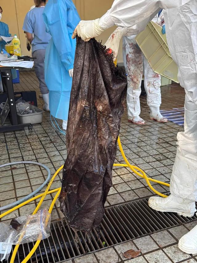 香港大澳发现一条鲸鱼搁浅抢救无效死亡(图2)