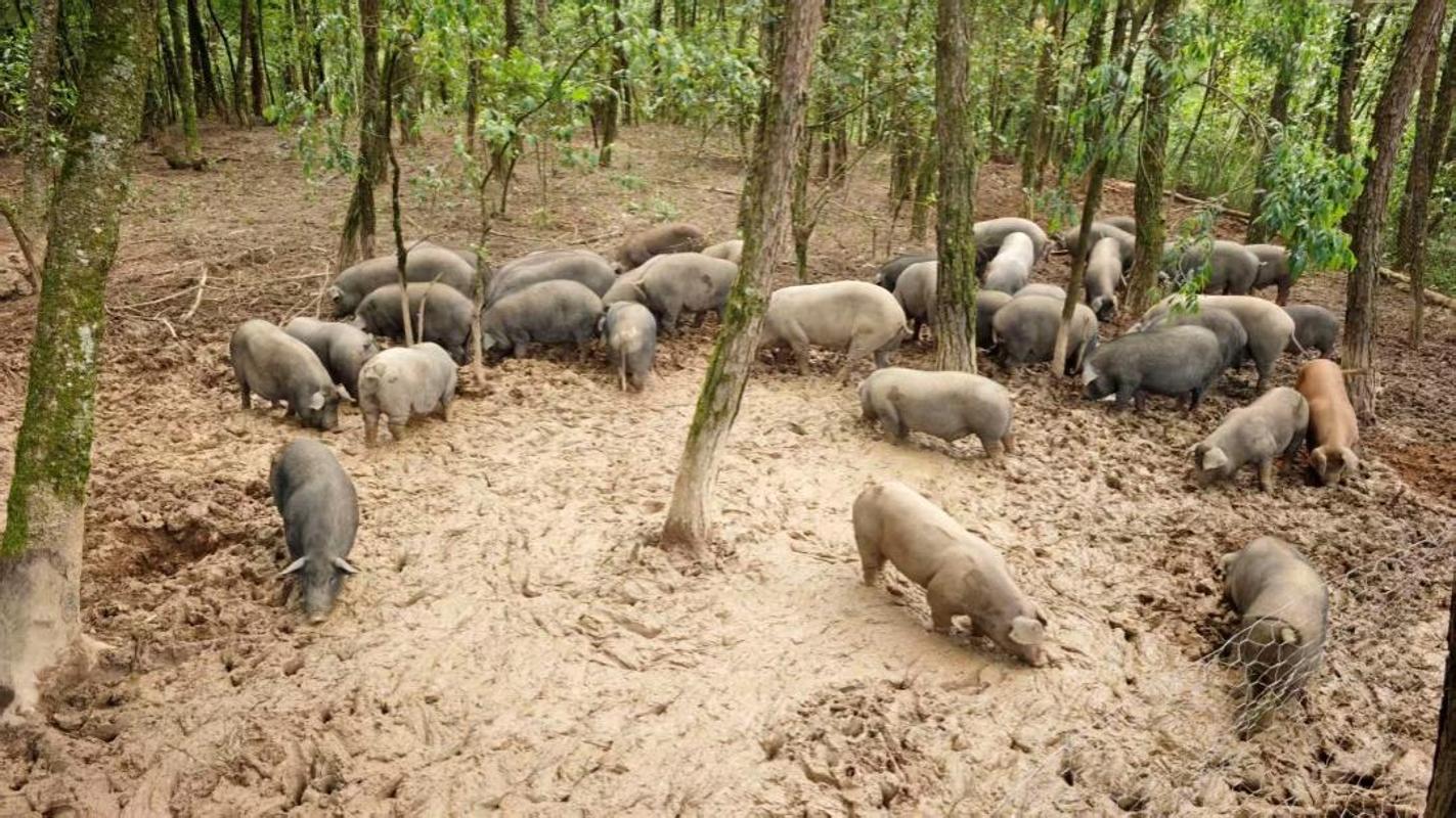 西安交大帮扶案例入选教育部精准帮扶典型项目(图2)
